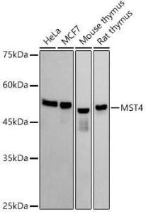 Western blot analysis of extracts of various cell lines, using Anti-MST4 Antibody [ARC2953] (A305762) at 1:1,000 dilution