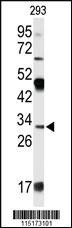 Anti-APOD Rabbit Polyclonal Antibody