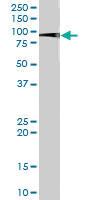 Anti-XAB2 Goat Polyclonal Antibody