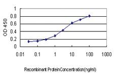 Anti-Thr Mouse Monoclonal Antibody [clone: 5H8]