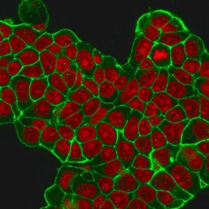 Immunofluorescent analysis of methanol fixed MCF-7 cells stained with Anti-HER2 Antibody [HRB2/451] followed by Goat Anti-Mouse IgG (CF&#174; 488) (Green). Nuclear counterstain is RedDot