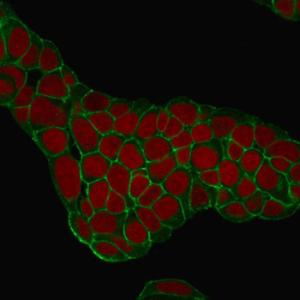 Immunofluorescent analysis of MCF-7 cells stained with Anti-EpCAM Antibody [EGP40/1384] (CF and #174; 488) (Green). Nuclear counterstain is RedDot