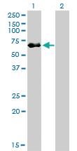 Anti-LCK Mouse Monoclonal Antibody [clone: 3F7-F5]