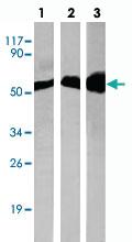 Anti-TUBB Rabbit Polyclonal Antibody