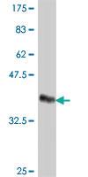 Anti-AFF4 Mouse Polyclonal Antibody