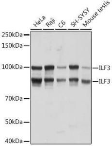 Western blot analysis of extracts of various cell lines, using Anti-ILF3 Antibody [ARC1438] (A16105) at 1:3,000 dilution. The secondary Antibody was Goat Anti-Rabbit IgG H&L Antibody (HRP) at 1:10000 dilution. Lysates/proteins were present at 25 µg per lane