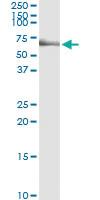 Anti-LCK Mouse Monoclonal Antibody [clone: 3F7-F5]