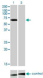 Anti-LCK Mouse Monoclonal Antibody [clone: 3F7-F5]