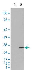 Anti-ORC6L Goat Polyclonal Antibody