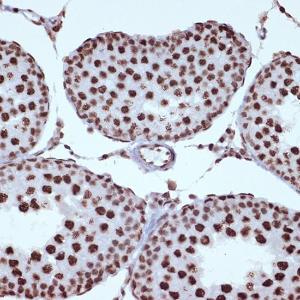 Immunohistochemistry analysis of paraffin-embedded rat testis using Anti-ILF3 Antibody [ARC1438] (A16105) at a dilution of 1:100 (40X lens). Perform microwave antigen retrieval with 10 mM Tris/EDTA buffer pH 9.0 before commencing with IHC staining protocol