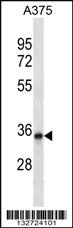 Anti-PPP1R27 Rabbit Polyclonal Antibody