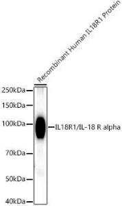 Western blot analysis of extracts of Recombinant Human IL18R1 Protein, using Anti-IL-18R1 Antibody [ARC52216] (A305763) at 1:10000 dilution