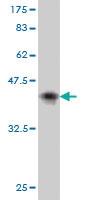 Anti-AFF4 Mouse Monoclonal Antibody [clone: 2E12]