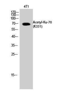 Western blot analysis of 4T1 cells using Anti-Ku70 (acetyl Lys331) Antibody