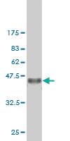 Anti-CSE1L Mouse Monoclonal Antibody [clone: 2C10]