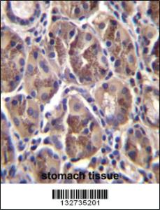 Anti-AMELX Rabbit Polyclonal Antibody