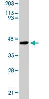 Anti-ORC4 Goat Polyclonal Antibody