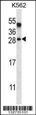 Anti-AMELX Rabbit Polyclonal Antibody