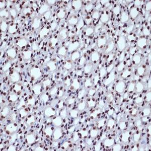 Immunohistochemistry analysis of paraffin-embedded mouse kidney using Anti-ILF3 Antibody [ARC1438] (A16105) at a dilution of 1:100 (40X lens). Perform microwave antigen retrieval with 10 mM Tris/EDTA buffer pH 9.0 before commencing with IHC staining protocol