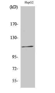 Western blot analysis of various cells using Anti-KSR (phospho Ser392) Antibody