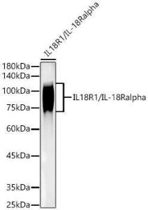 Western blot analysis of variou