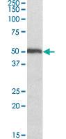 Anti-ORC4 Goat Polyclonal Antibody