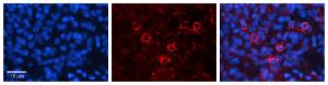 Anti-CTBP1 Rabbit Polyclonal Antibody