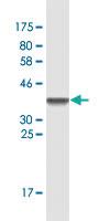 Anti-CSE1L Mouse Monoclonal Antibody [clone: 2C10]