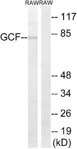 Western blot analysis of lysates from RAW264.7 cells using Anti-GCF Antibody. The right hand lane represents a negative control, where the Antibody is blocked by the immunising peptide