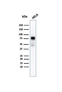 Anti-CD44 Mouse Recombinant Antibody [Clone: rHCAM/918]