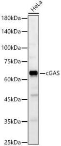 Western blot analysis of HeLa, using Anti-cGAS Antibody (A16161) at 1:1,000 dilution. The secondary antibody was Goat Anti-Rabbit IgG H&L Antibody (HRP) at 1:10,000 dilution.