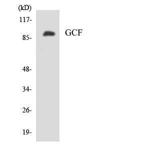 Anti-GCF antibody