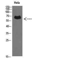 Western blot analysis of Hela cells using Anti-PRF1 Antibody