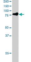 Anti-STAT3 Goat Polyclonal Antibody