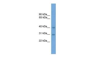 Anti-MAPK13 Rabbit Polyclonal Antibody