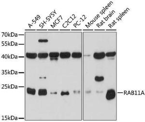 Antibody A305765-100 100 µl