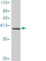 Anti-RALGDS Mouse Polyclonal Antibody