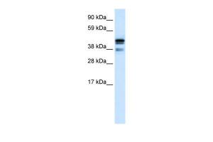 Anti-CTBP1 Rabbit Polyclonal Antibody