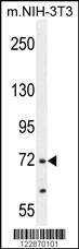 Anti-NUAK2 Rabbit Polyclonal Antibody (APC (Allophycocyanin))