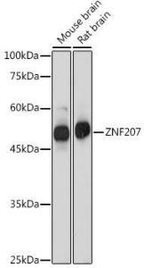 Anti-ZNF207/BUGZ Rabbit Polyclonal Antibody