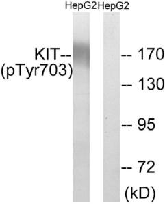 Antibody anti-KIT phospho TYR703 100 µg