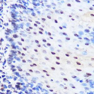 Anti-ZNF207/BUGZ Rabbit Polyclonal Antibody