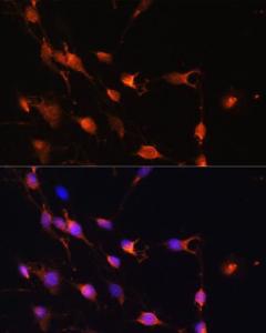 Antibody A305765-100 100 µl