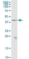 Anti-VGLL3 Rabbit Polyclonal Antibody