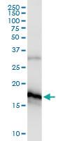 Anti-POLR2H Antibody Pair