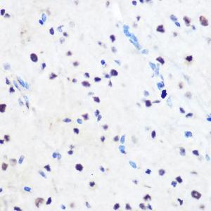 Anti-ZNF207/BUGZ Rabbit Polyclonal Antibody