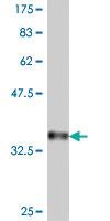 Anti-PCDH1 Mouse Polyclonal Antibody