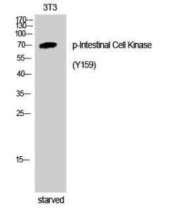 Western blot analysis of 3T3 cells using Anti-ICK (phospho Tyr159) Antibody