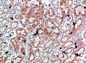 Immunohistochemical analysis of paraffin-embedded human kidney using Anti-PRF1 Antibody