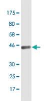 Anti-BATF3 Mouse Monoclonal Antibody [clone: 3H1]